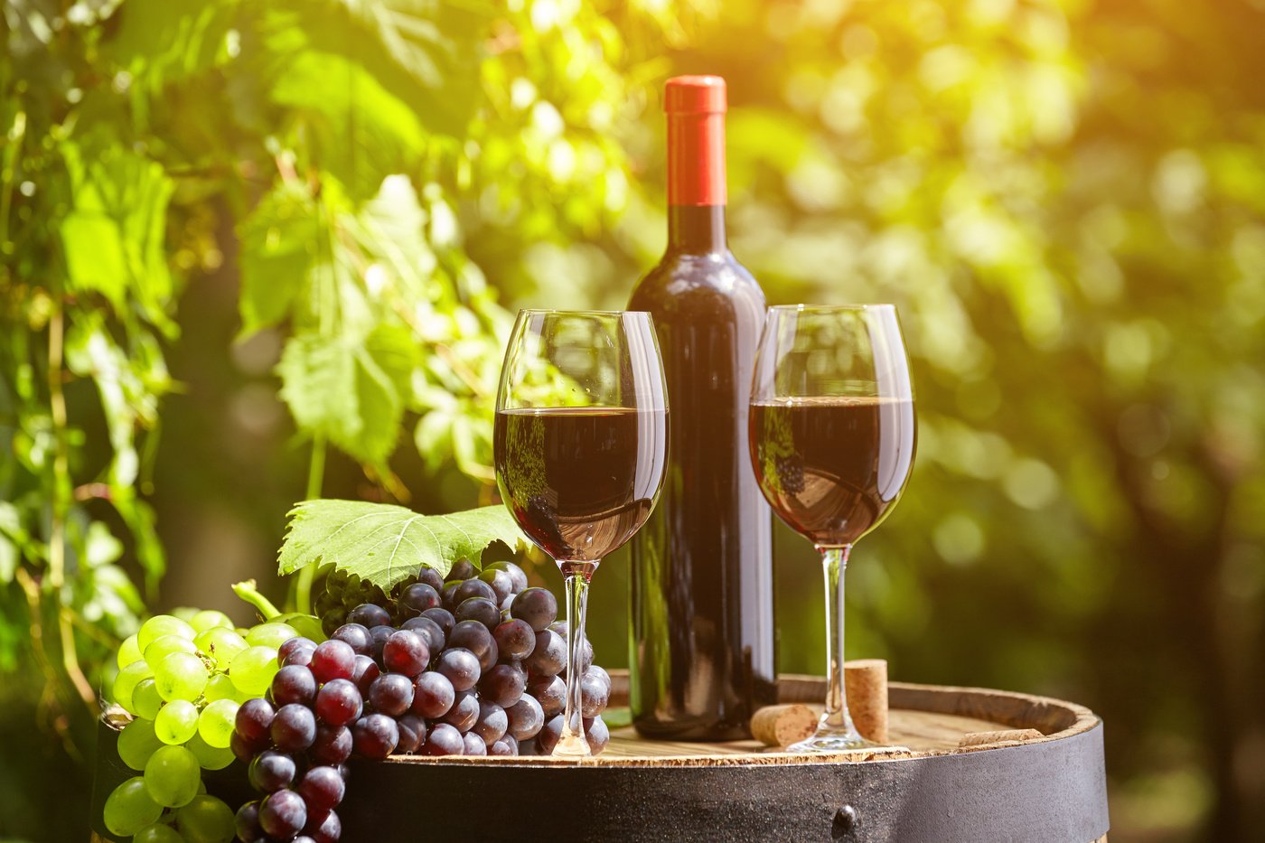 Vino. Красное вино. Дегустация на виноградниках. Бокал вина и виноград. Вино виноград Франция.